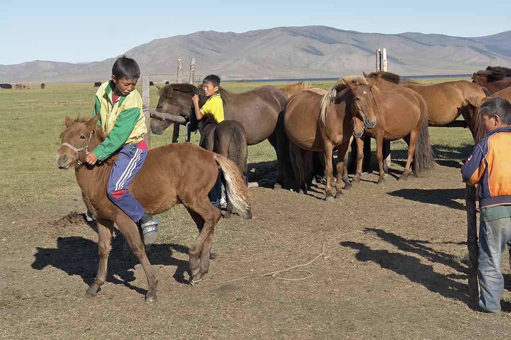 Riding a foal