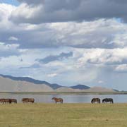 Horses at the lake