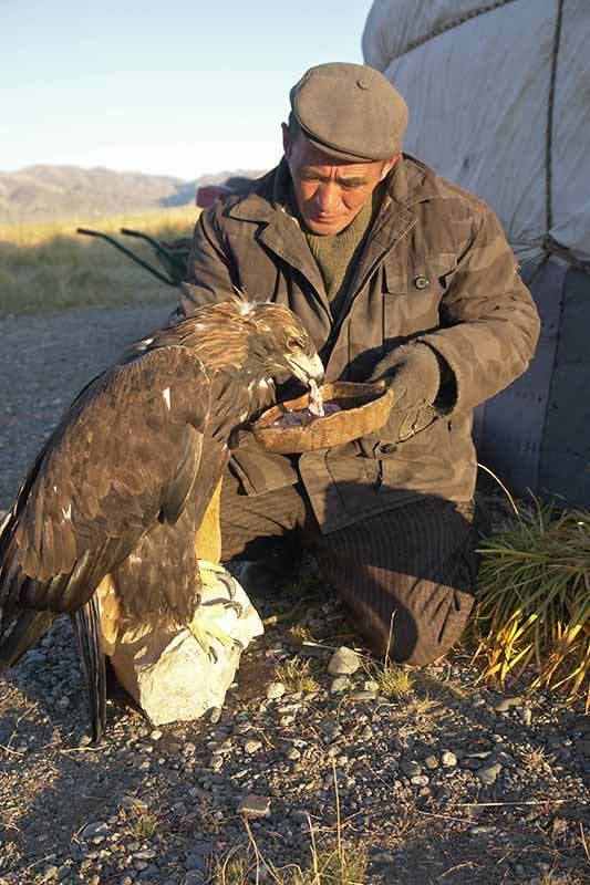 Feeding the eagle