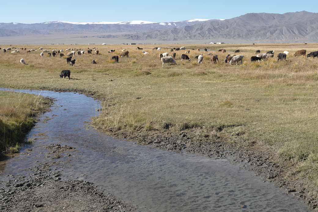 Grasslands near Sagsai