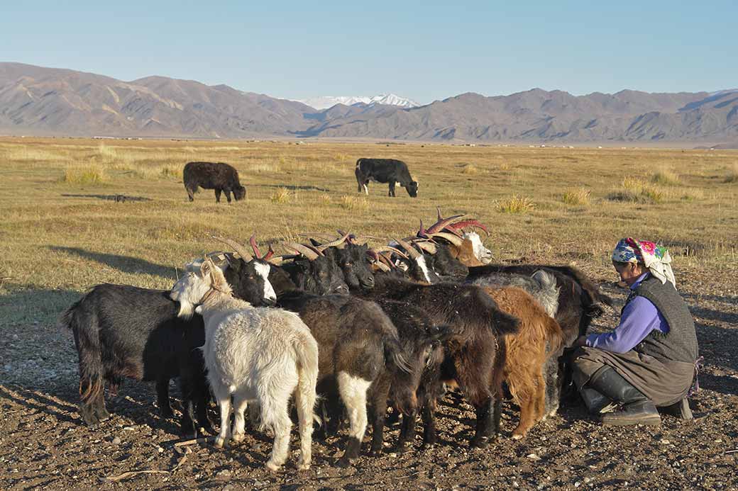 Milking the goats