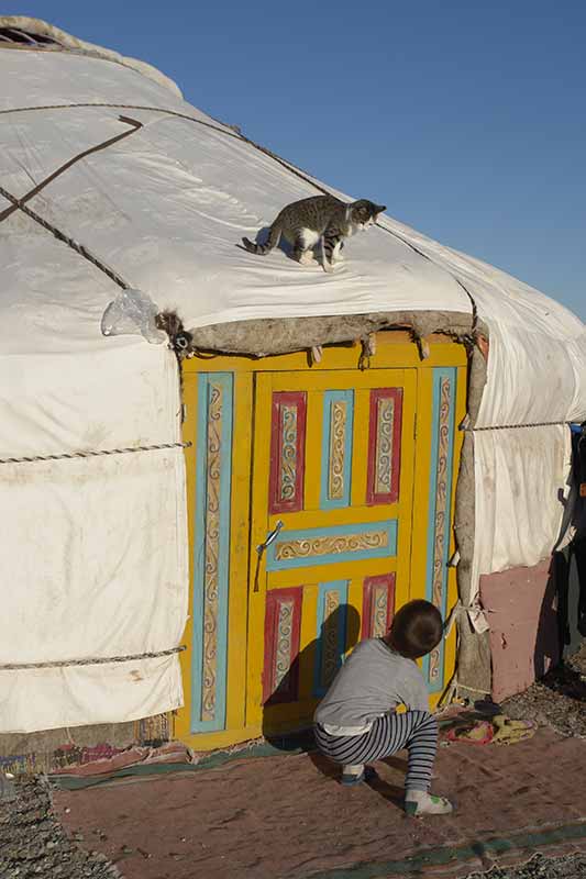 Cat on a yurt
