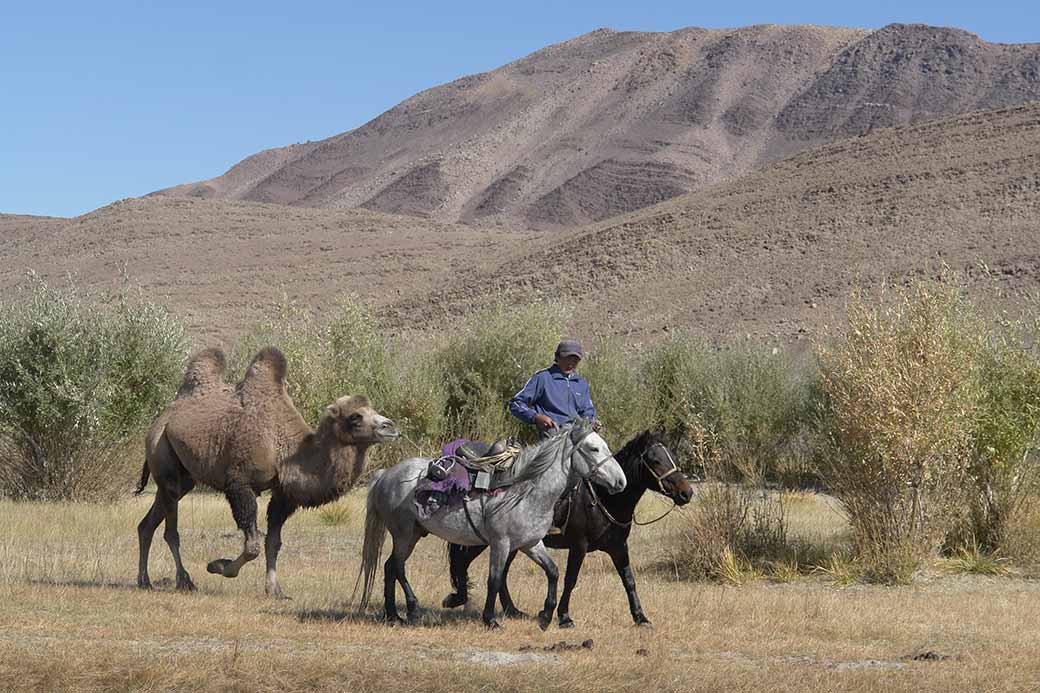 Man leading camel