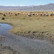 Grasslands near Sagsai