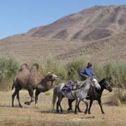 Man leading camel