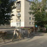 Horses in Darkhan