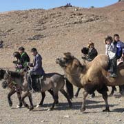 Horses and camels