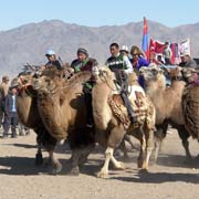 Start camel race