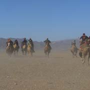 The camel race