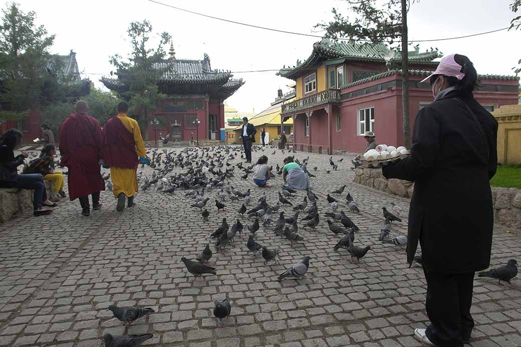 Feeding the pigeons