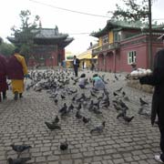 Feeding the pigeons