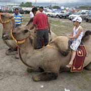 Sitting on a camel