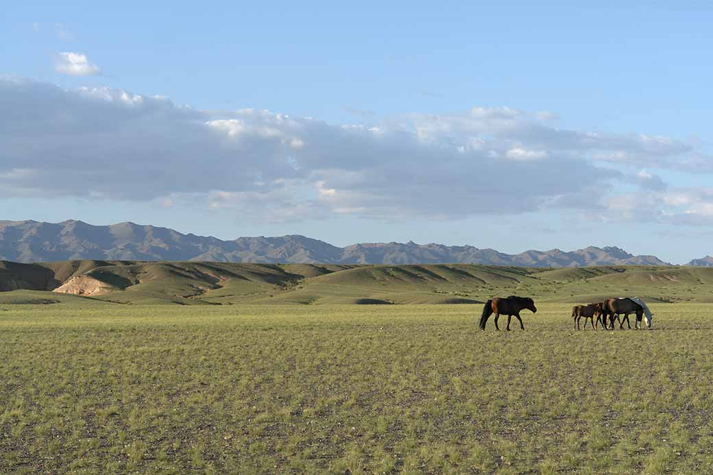 Horses on grasslands