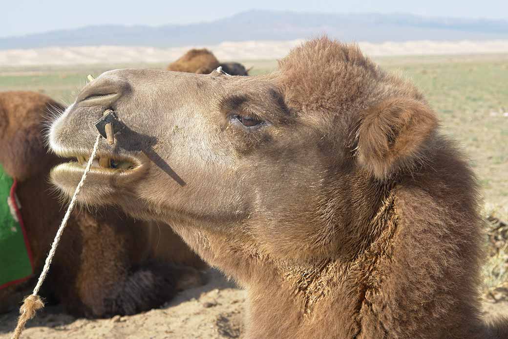 Camel profile