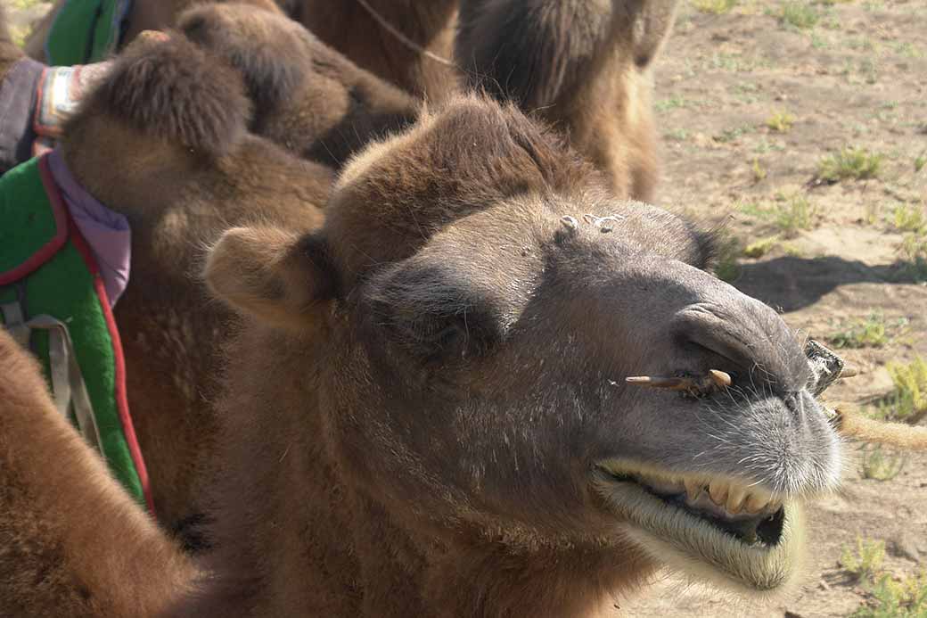 Camel portrait