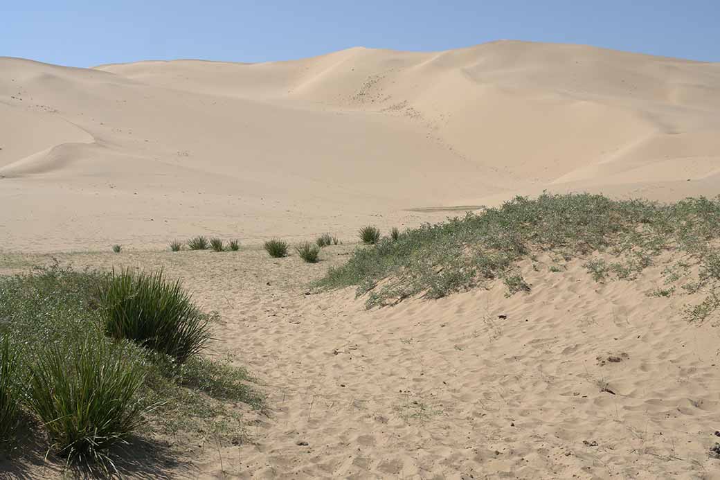 The sand dunes