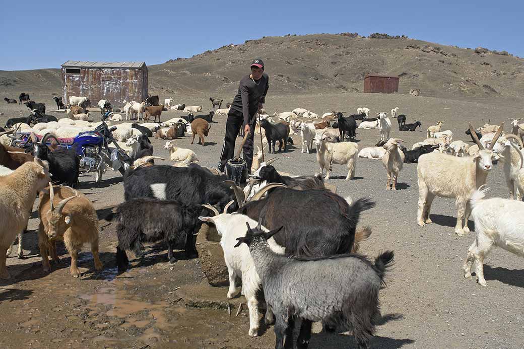 Watering the goats