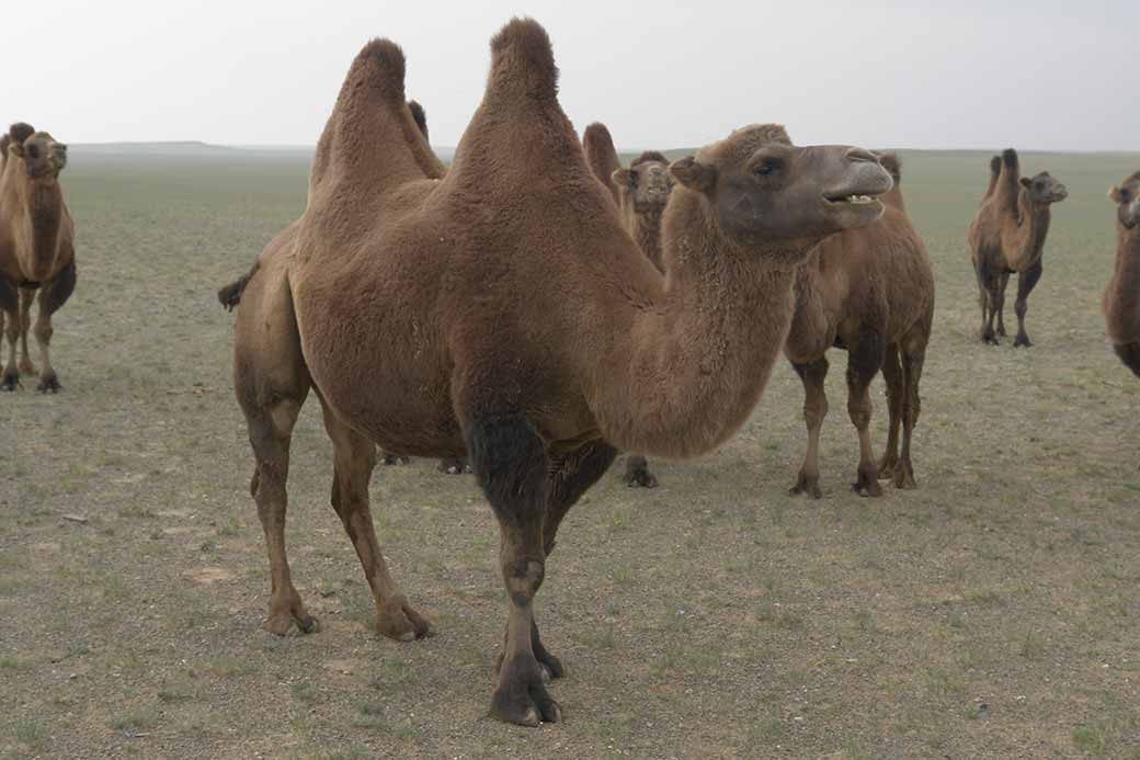 Bactrian camel