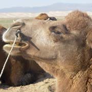 Camel profile