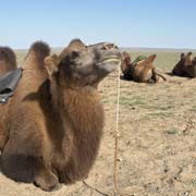 Camels for ride