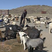 Watering the goats