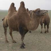 Bactrian camel