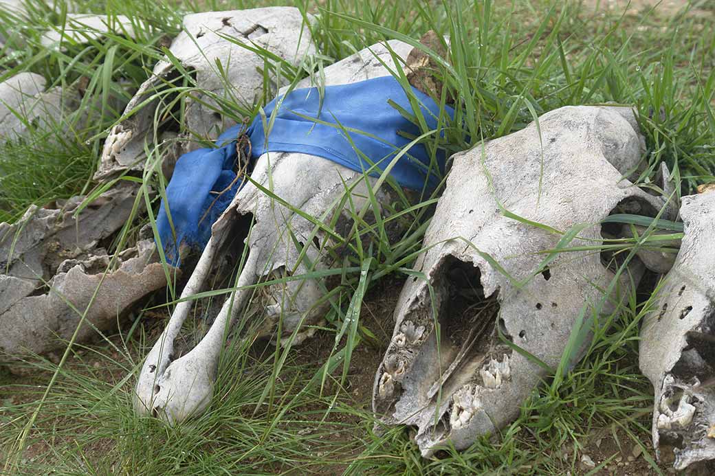 Horse skulls