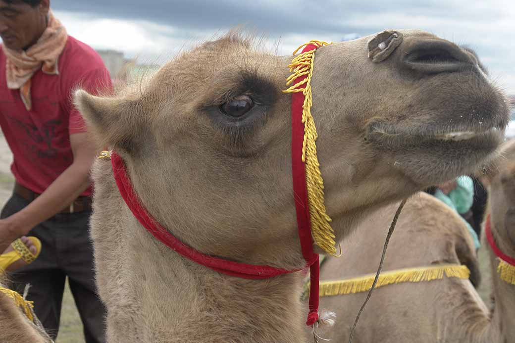 Bactrian camel