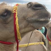 Bactrian camel