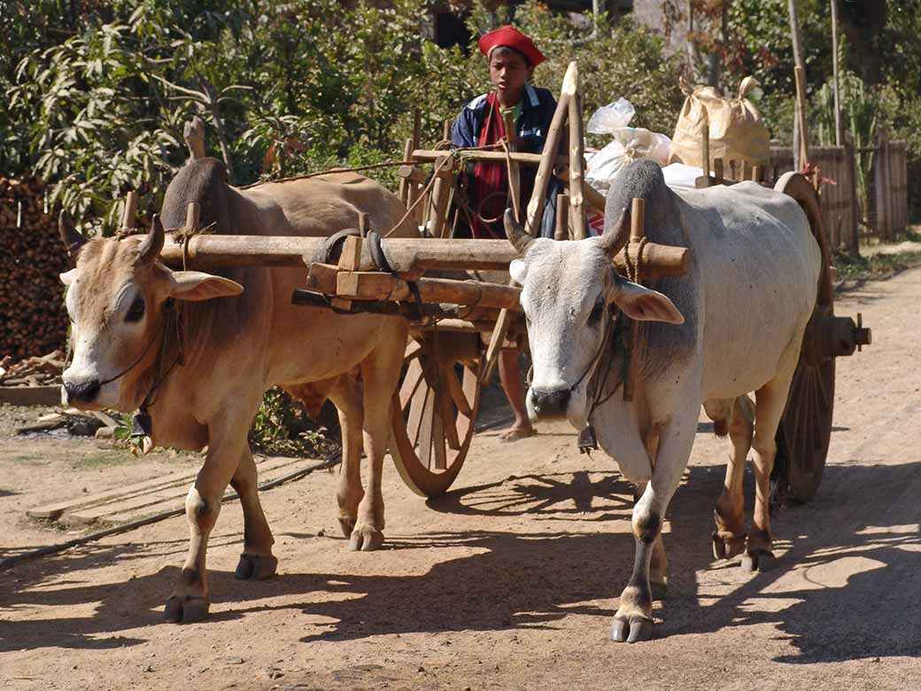 Ox cart in Nyaungshwe