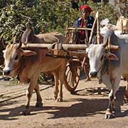 Ox cart in Nyaungshwe