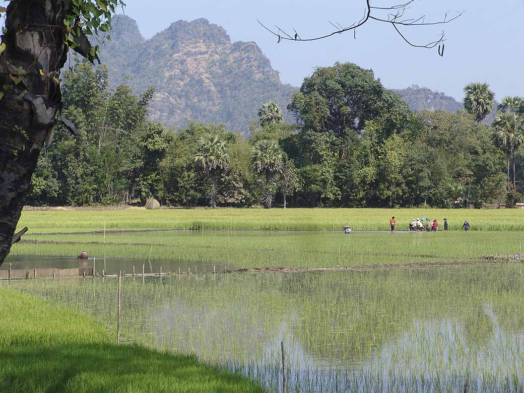 Rice fields, Kawgun