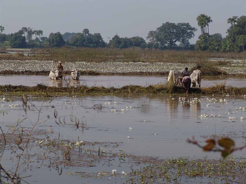 Plowing with oxen