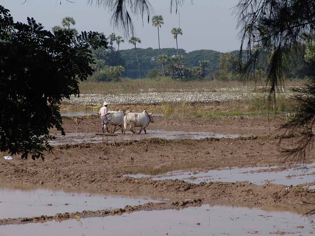 Plowing a field