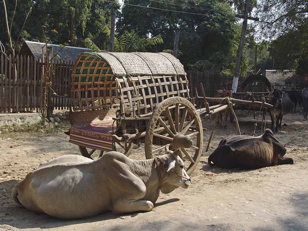 Oxen and cart