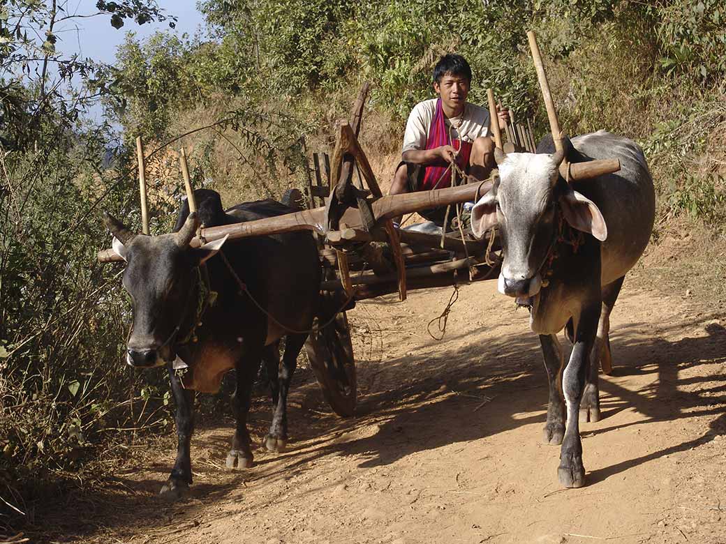 Ox cart near Kalaw