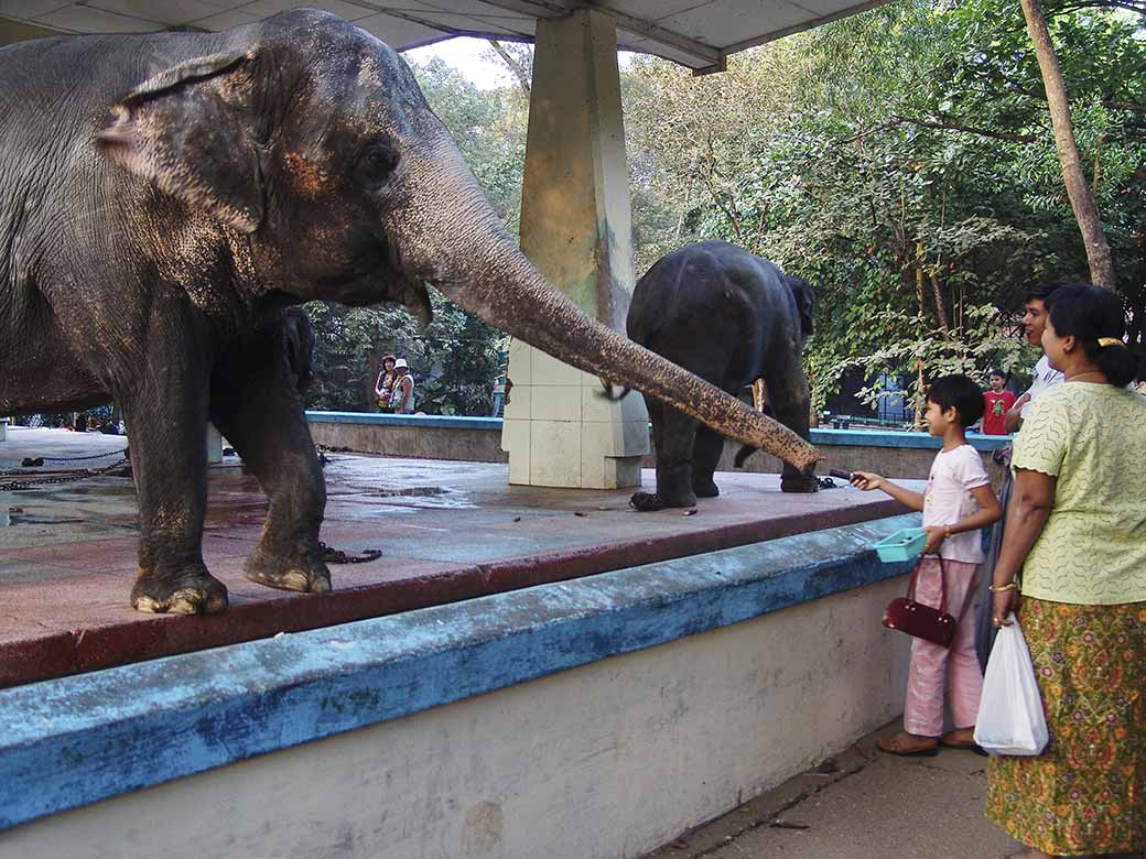 Feeding the elephant