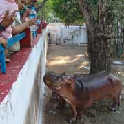 Hippo in the zoo