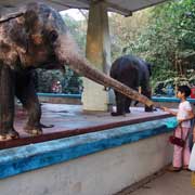 Feeding the elephant