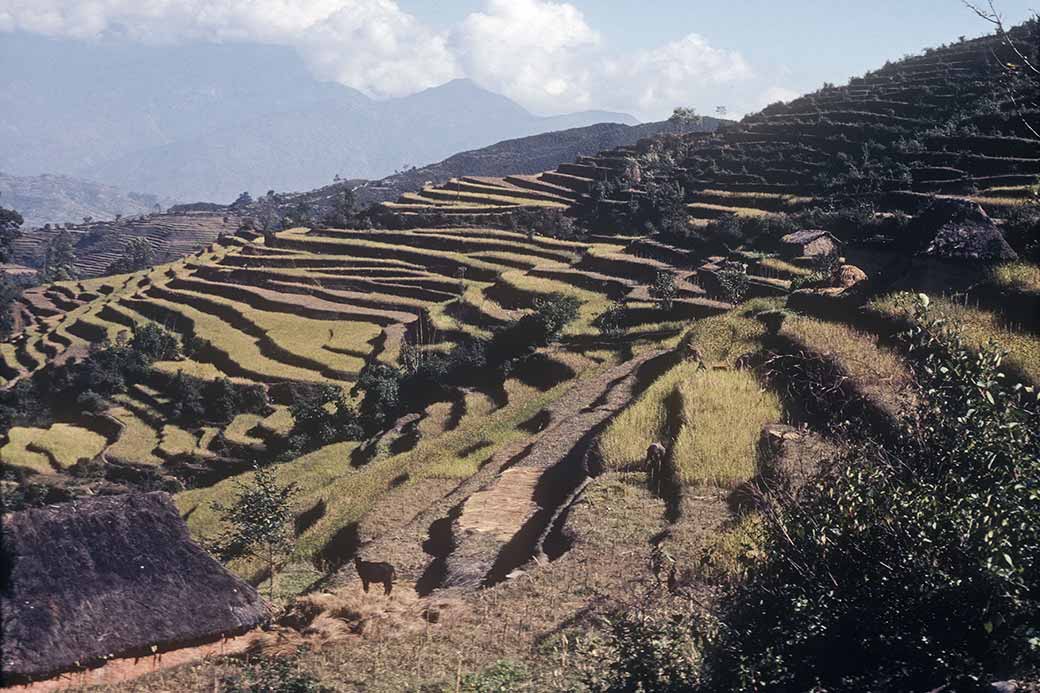 Terraces near Thakani