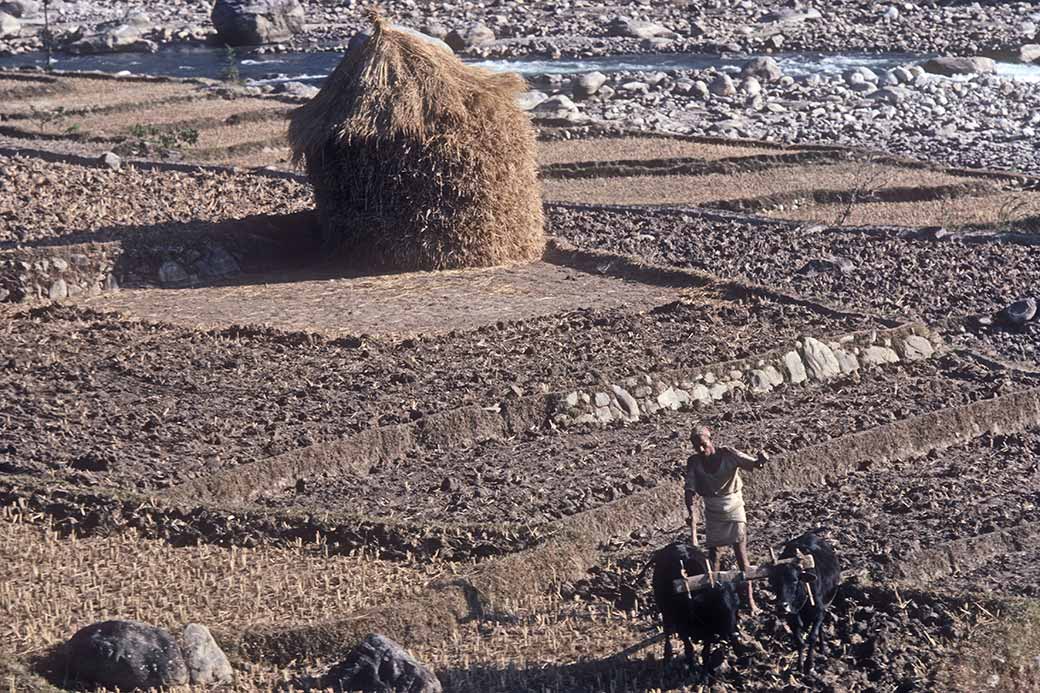 Farmer at work