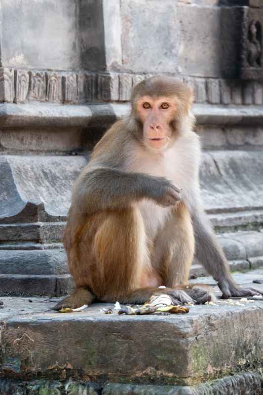 Macaque monkey, Pashupatinath