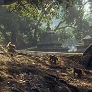 Monkeys, Pashupatinath Temple