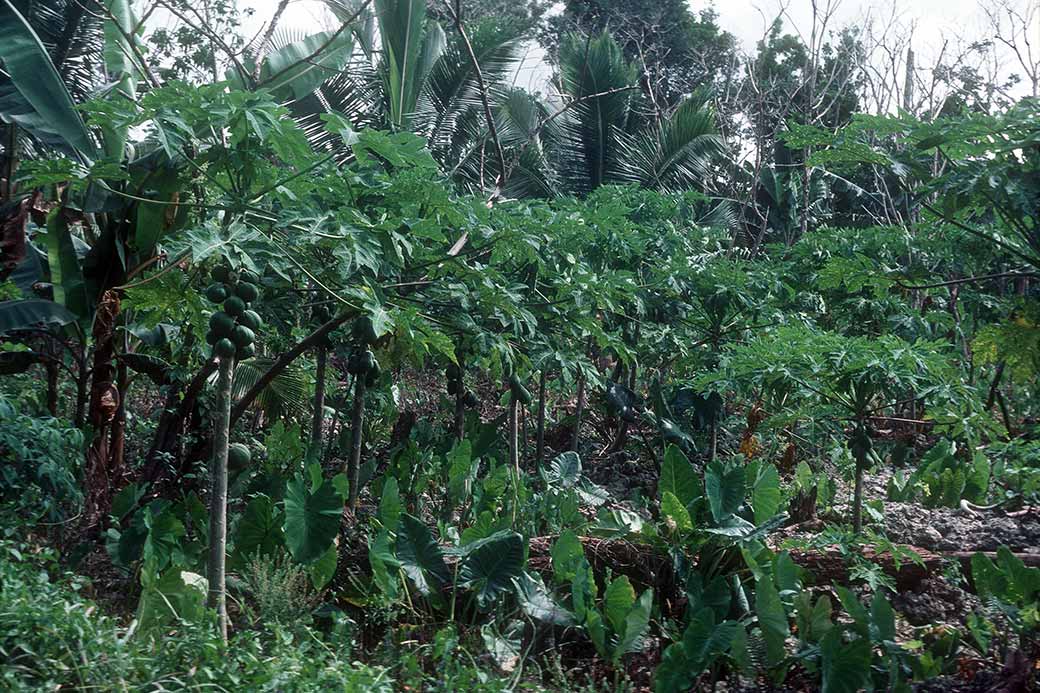 Plantation in Niue