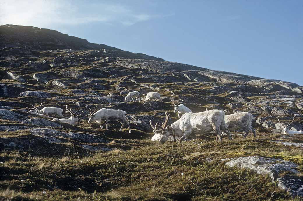 Reindeer near Skarsvåg