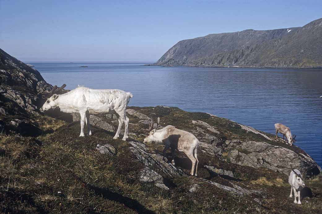 Reindeer near Skarsvåg