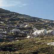 Reindeer near Skarsvåg