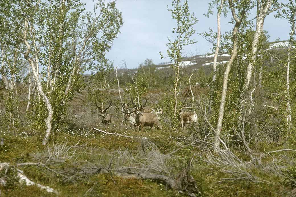 Reindeer along road