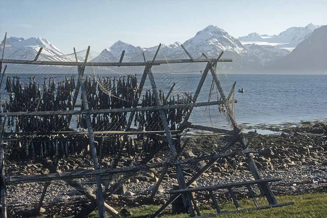 Drying fish, Lyngseidet