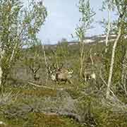 Reindeer along road